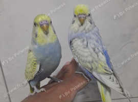 Silly hand tamed baby budgies for sale