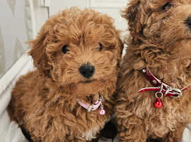 2 beautiful westipoo puppies