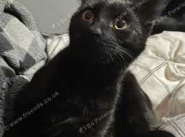 Young Male cat needing a new home