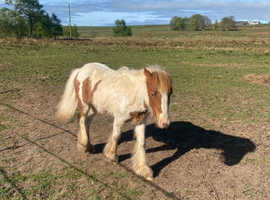 Gambler 14hh Red & White Cob Colt