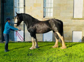 Barnstaple Black with Red and Gold Stripe Socks