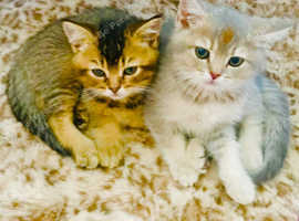 Two Scottish Fold kittens for sale