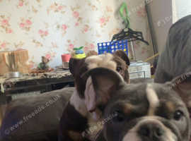 X2 British bulldogs (mother & daughter)