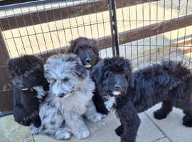 Beautiful borderdoodle / colliepoo puppies.