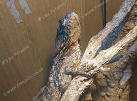 Frilled Neck Lizzard