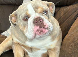 English bulldog