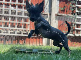 Chinese crested puppies for sale