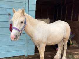 Lovely 13hh Palomino Cob Gelding - Laidback & Easy Going