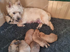 KC Registered Cairn Terrier puppies