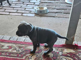 4 English staffy BLUE English staffy puppies