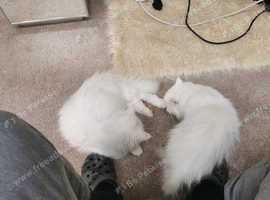 Persian Kittens And Cats For Sale In New Delph 