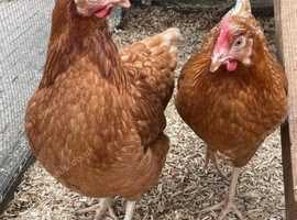 Hybrid chickens at point of lay available now