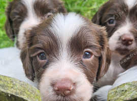 Gorgeous litter of liver & white Springers