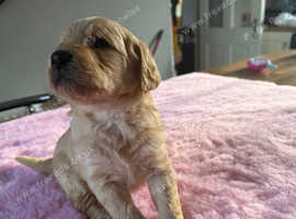 Labradoodle pups