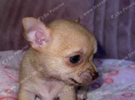 Puppy Chihuahua