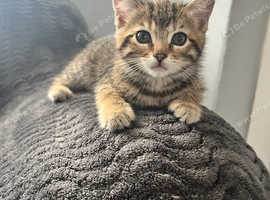 Last boy kitten ready now