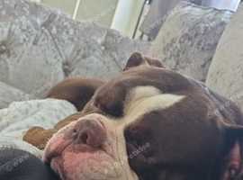 Olde thyme English bulldog