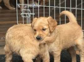 Golden Retriever  ready to go 1 boy