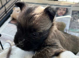 Gorgeous Cairn Terrier Puppies