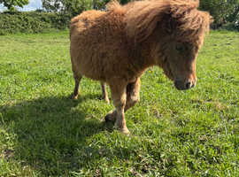 Beautiful miniature filly