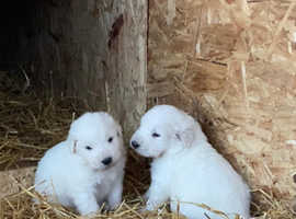 Maremma sheepdog puppies