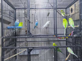 Budgies for sale