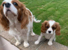 healthy litter of cavalier King Charles spaniels