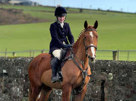 17h Irish sports gelding