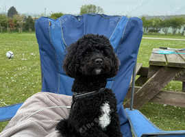 14 month old Shihpoo, Bailey