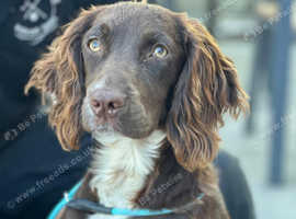 Female Cocker Spaniel