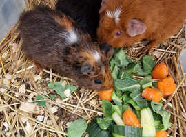 Mother and baby guinea pigs