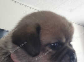 Male Jug Puppy