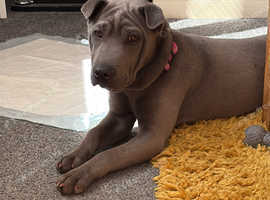 Bluey our Shar Pei 7 months old
