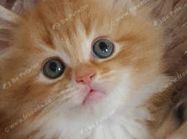 Persian kittens  1 ginger boy left.