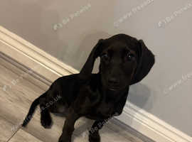 11 Week Old Bocker Girl