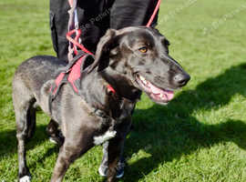 Java , sweet and shy girl , needs her forever home