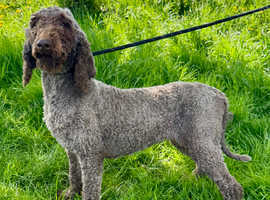 KC registered standard chocolate poodle