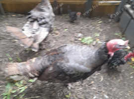 Pair of Turkeys