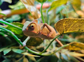 Baby Yemen chameleons 2x Female