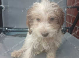 Jack Russell X Yorkshire Terrier in Brierley Hill on Freeads ...