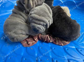 Shar Pei puppys for sale 5 male and 2 female