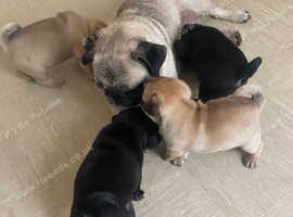 Gorgeous Pedigree Pug Puppies For Sale - Championship Bloodlines