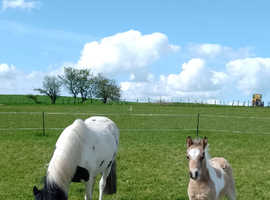 Lovely mare with foal at foot.
