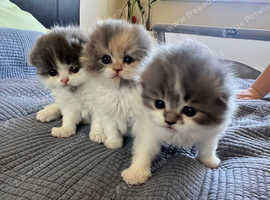 Scottish fold Tica kittens