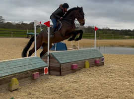Attractive 16.1/16.2 Irish sport horse gelding