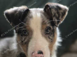 Welsh collie 7months old