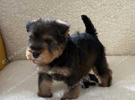 Wawauzer puppy