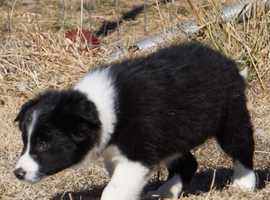 Matured Male And Female Border Collie Puppies