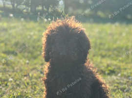 Beautiful chocolate toy poodle girl