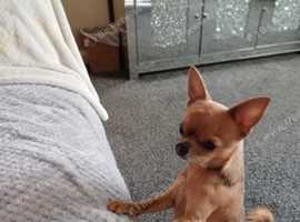 Chihuahua deer head 2024 puppies for sale